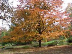 Black Gum (Nyssa sylvatica)